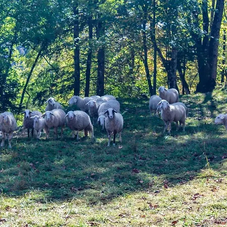 Dom wakacyjny House Pokrovec - Bohinj